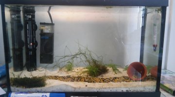 Peindre un decor d'aquarium